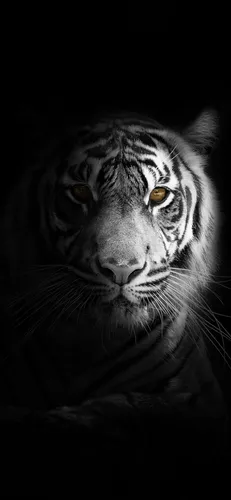 С Тиграми Обои на телефон белый тигр с карими глазами