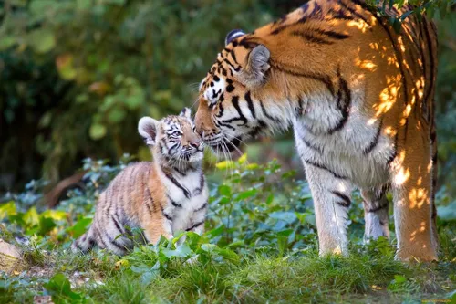 С Тиграми Обои на телефон тигр и детеныш в траве