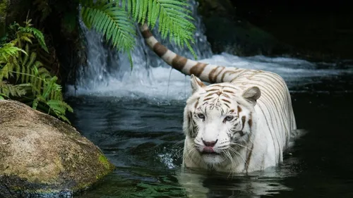 С Тиграми Обои на телефон белый тигр в воде