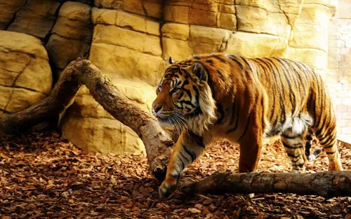 С Тиграми Обои на телефон тигр, идущий по земле