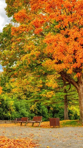 Осенние Бесплатно Обои на телефон скамейки под деревом