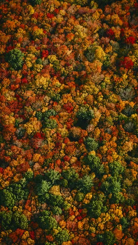 Осенние Бесплатно Обои на телефон большая группа деревьев
