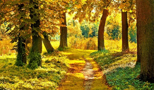 Осенние Бесплатно Обои на телефон грунтовая дорога в лесу