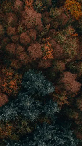 Осенние Бесплатно Обои на телефон лес деревьев