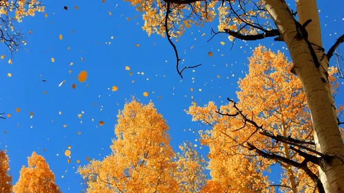 Осенние Бесплатно Обои на телефон деревья с желтыми листьями