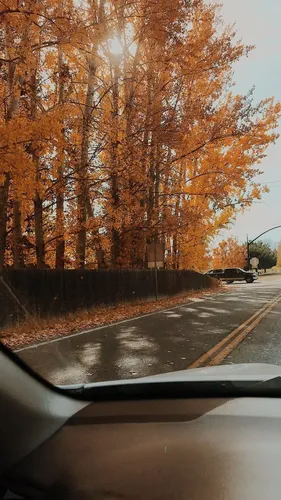 Осенние Пинтерест Обои на телефон дорога с деревьями на обочине