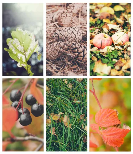 Осенние Пинтерест Обои на телефон коллаж из растений и фруктов