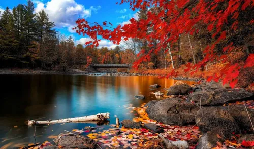 Осенние Пинтерест Обои на телефон озеро с деревьями вокруг него