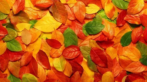 Осенние Пинтерест Обои на телефон куча разноцветных листьев