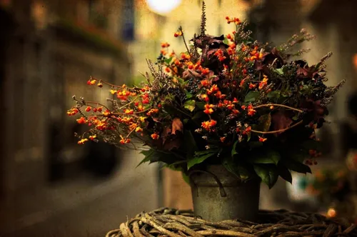 Осенние Пинтерест Обои на телефон горшечное растение с красными цветами