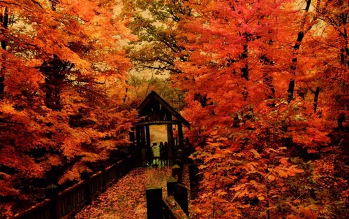 Осенние Пинтерест Обои на телефон группа людей, идущих по лесу деревьев с красными листьями