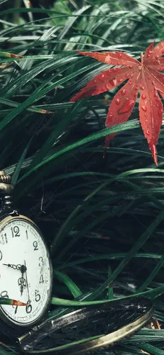 Осенние Пинтерест Обои на телефон часы рядом с растением