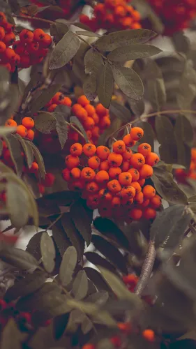 Осень Рябина Обои на телефон группа ягод на дереве