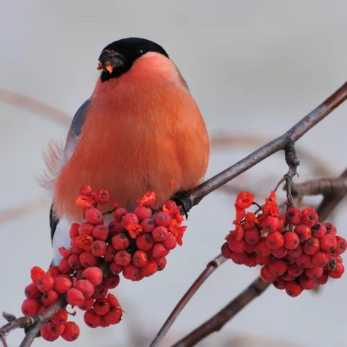 Осень Рябина Обои на телефон птица, сидящая на ветке с ягодами