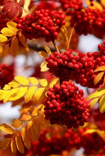 Осень Рябина Обои на телефон крупный план некоторых ягод