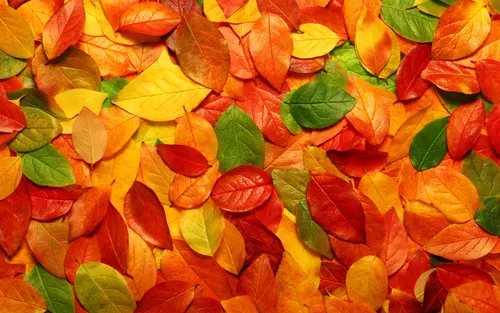 Осень Рябина Обои на телефон куча разноцветных листьев