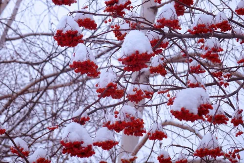 Осень Рябина Обои на телефон дерево с красными цветами