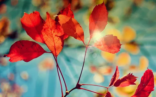 Осень Рябина Обои на телефон крупный план некоторых листьев