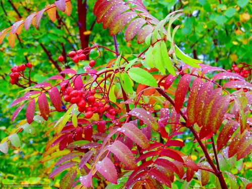 Осень Рябина Обои на телефон крупный план некоторых растений