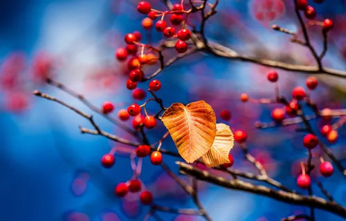 Осень Рябина Обои на телефон бабочка на ветке дерева