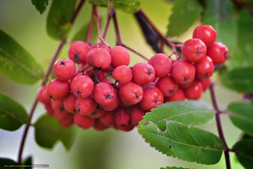 Осень Рябина Обои на телефон группа красных ягод на ветке