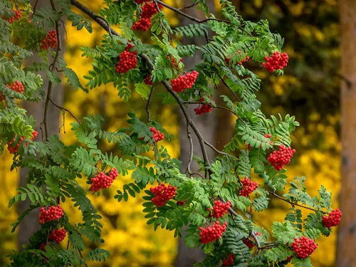 Осень Рябина Обои на телефон куст с красными цветами