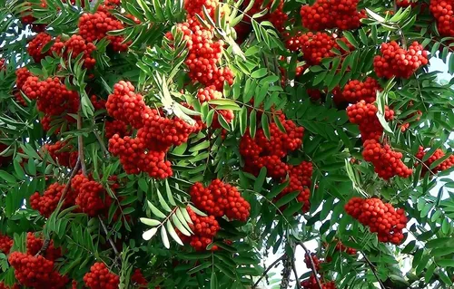 Осень Рябина Обои на телефон куст с красными ягодами