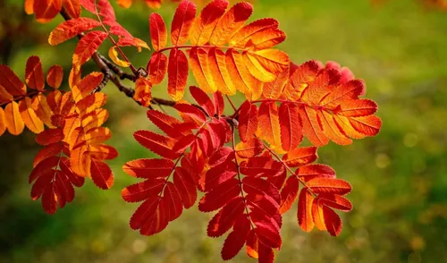 Осень Рябина Обои на телефон крупный план растения