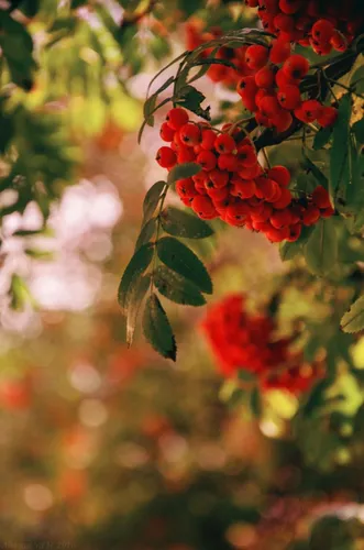 Осень Рябина Обои на телефон снимок
