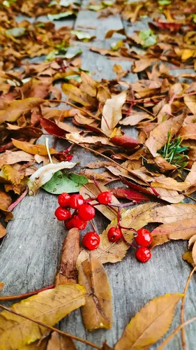 Осень Рябина Обои на телефон красные ягоды на пне