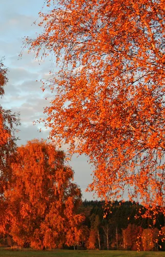 Осень Рябина Обои на телефон группа деревьев с оранжевыми листьями