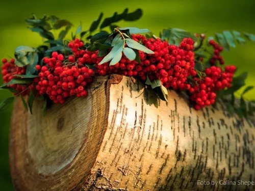 Осень Рябина Обои на телефон картина с красными ягодами