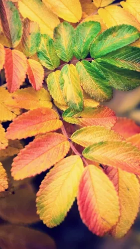 Осень Рябина Обои на телефон группа разноцветных листьев