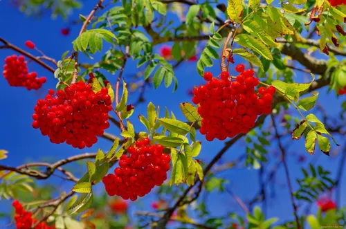Осень Рябина Обои на телефон дерево с красными ягодами