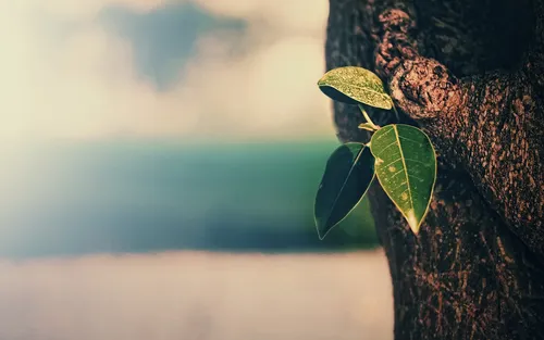 Почему Меняютсяе Обои на телефон растение, растущее из дерева