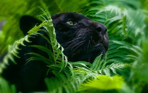 Пума Обои на телефон черная кошка в кустах