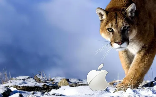 Пума Обои на телефон тигр, идущий по снегу