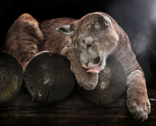 Пума Обои на телефон кошка, лежащая на деревянной поверхности