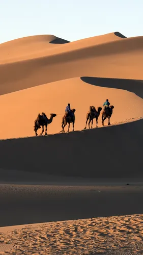 Пустыня Обои на телефон люди катаются на верблюдах на песчаном пляже с Сахарой на заднем плане