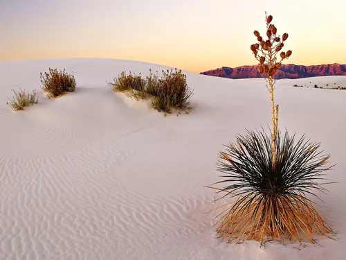 Пустыня Обои на телефон кактус в пустыне