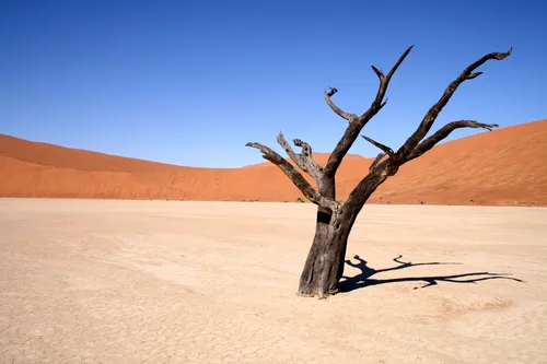 Пустыня Обои на телефон дерево в пустыне с Sossusvlei на заднем плане