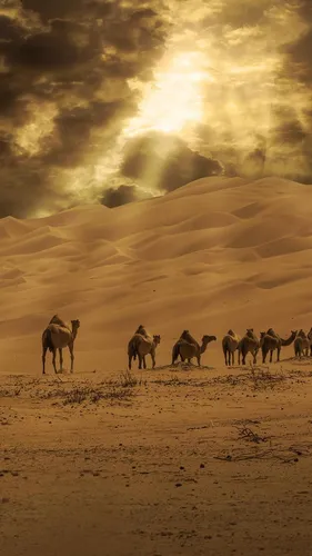 Пустыня Обои на телефон группа верблюдов в пустыне