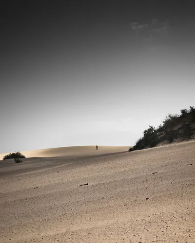 Пустыня Обои на телефон песчаная местность с деревьями и холмом на заднем плане