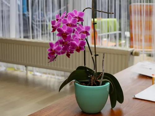 Орхидея Фото эстетика