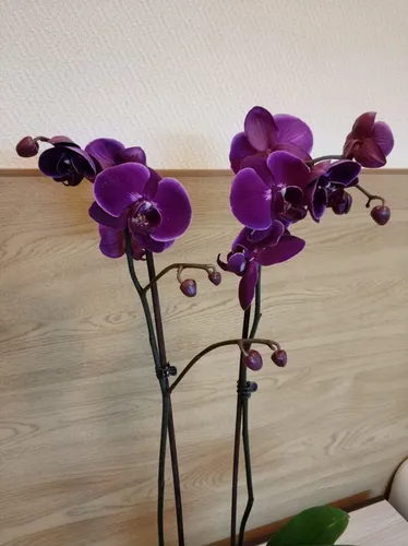 Орхидея Фото фиолетовые цветы на растении