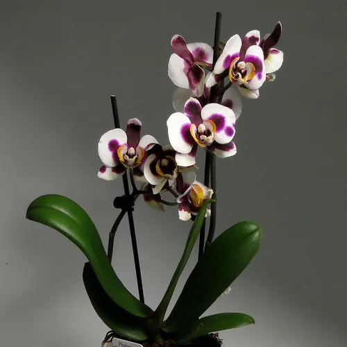 Орхидея Фото HD