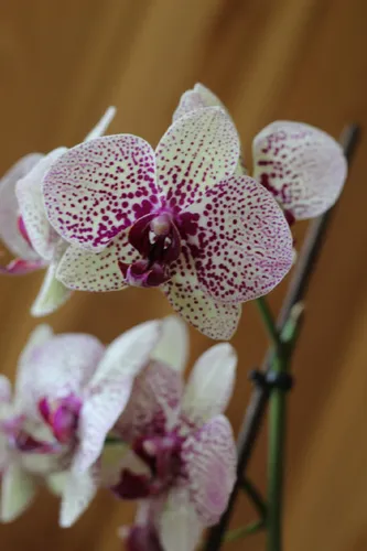 Орхидея Фото фто на айфон