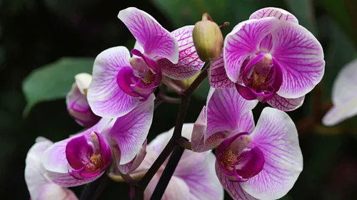 Орхидея Фото крупный план цветка
