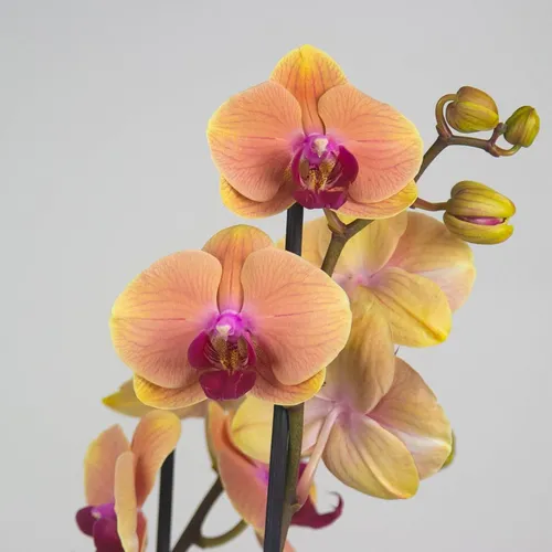 Орхидея Фото группа разноцветных цветов