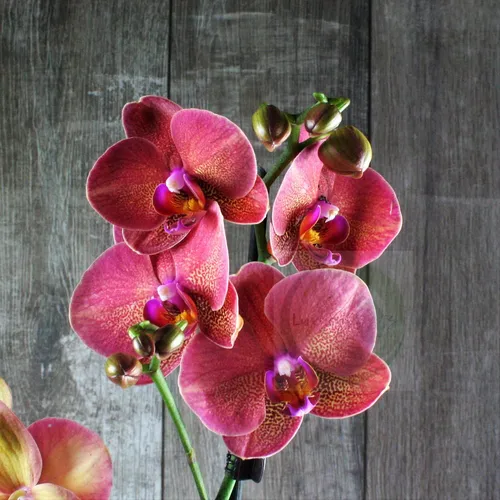 Орхидея Фото айфон